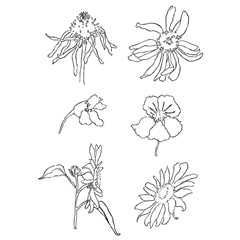 Transparentné pečiatky - lúčne kvety