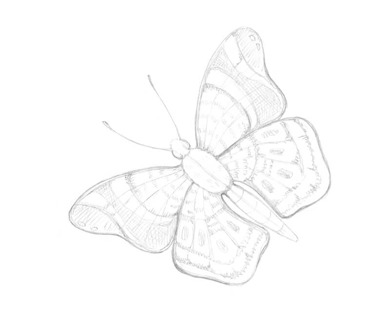 kreslenie motýľa ceruzkou